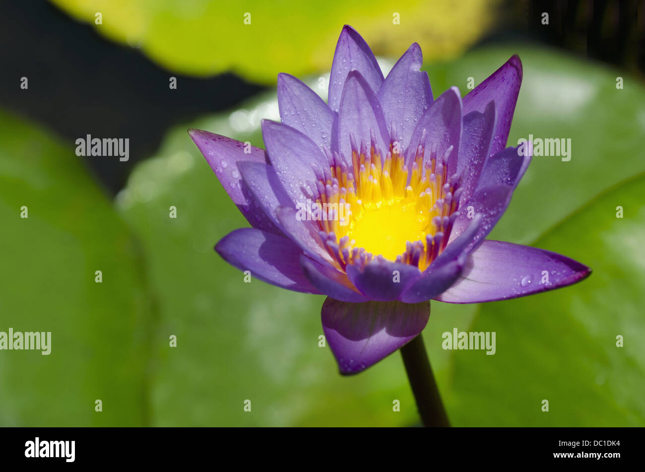 Lila Lotus in der Nähe von Nelumbo Nucifera, Pune, Maharashtra, Indien Stockfoto