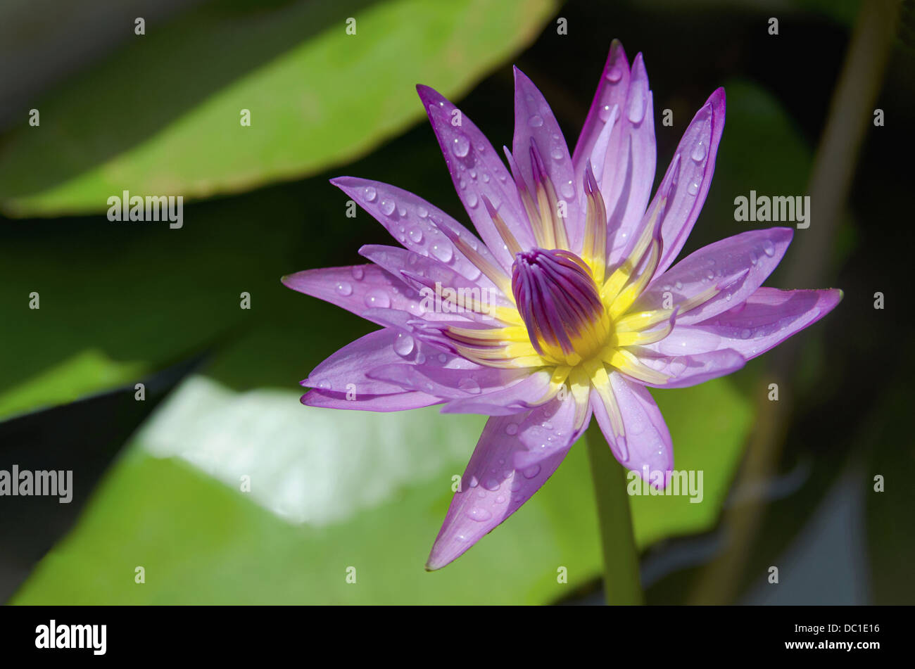 Lila Lotus schließen sich heilige Lotus Nelumbo Nucifera Familie: Nelumbonaceae. Lotus ist die nationale Blume von Indien Pune, Maharashtra, Indien Stockfoto