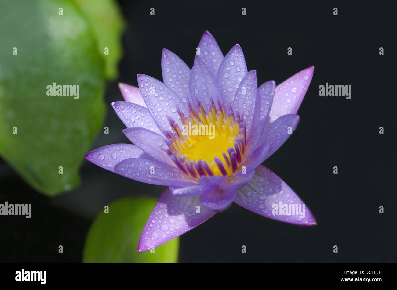 Lila Lotus in der Nähe von Nelumbo Nucifera Pune, Maharashtra, Indien Stockfoto