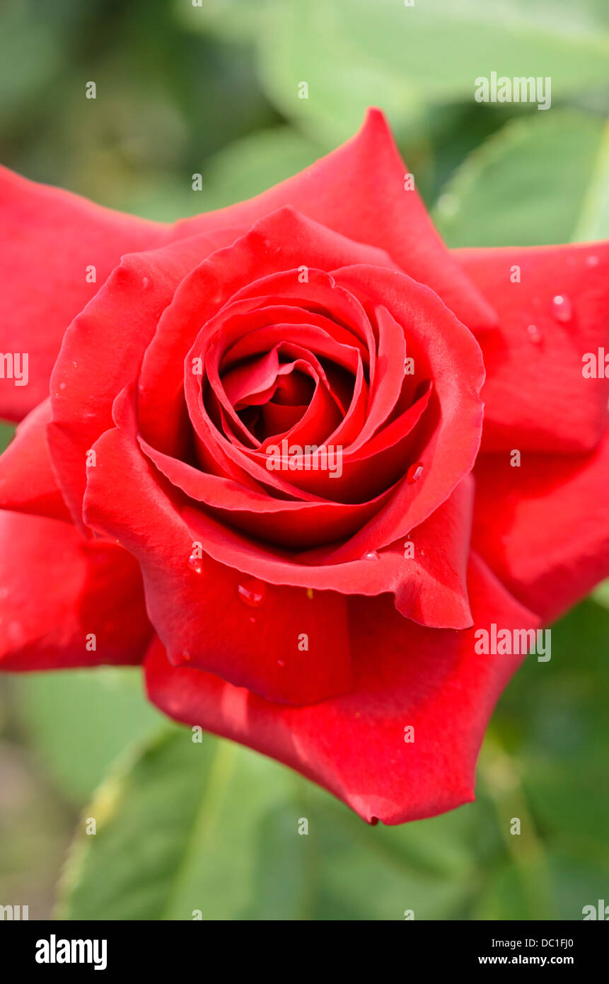 Tea Rose (rosa duftzauber 84) Stockfoto