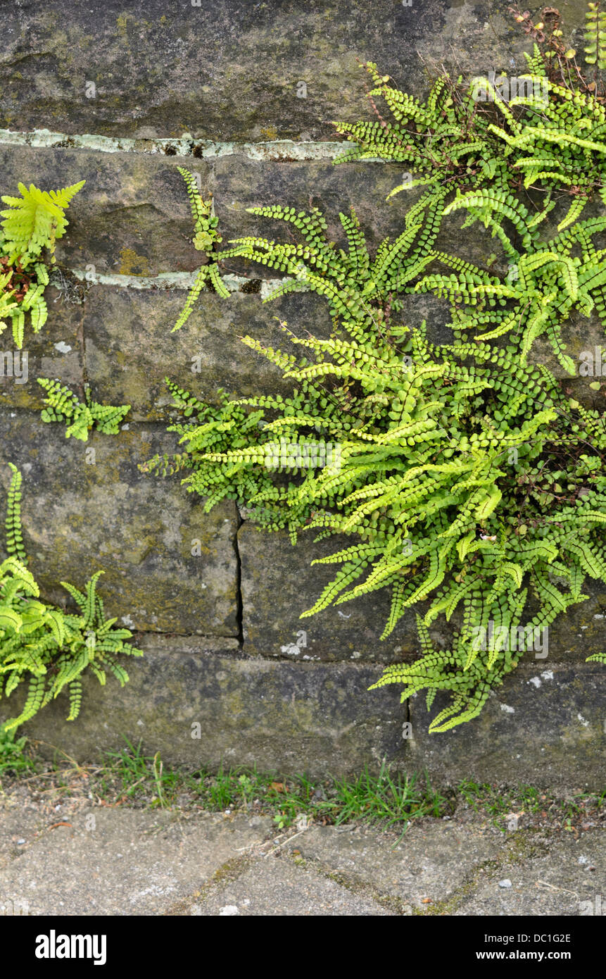 Maidenhair spleenwort (asplenium Trichomanes) Stockfoto