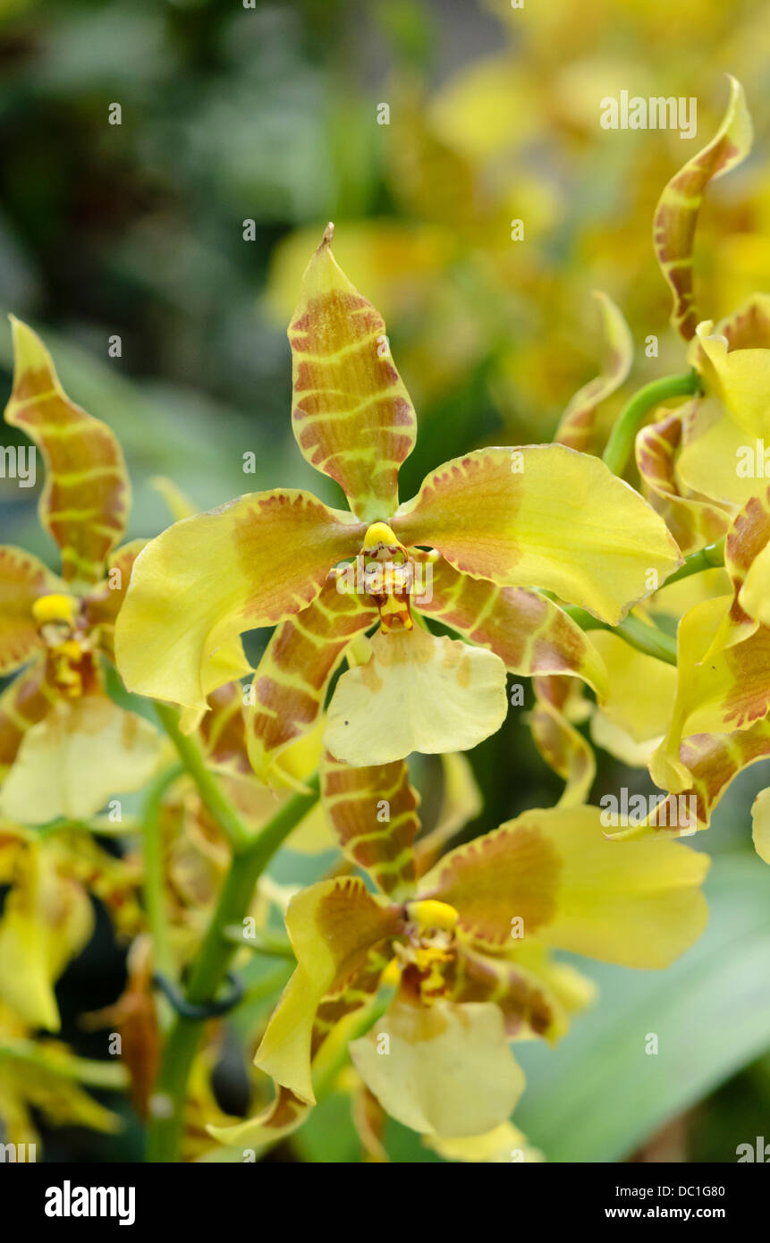 Tiger orchid (rossioglossum Grande syn. odontoglossum Grande) Stockfoto