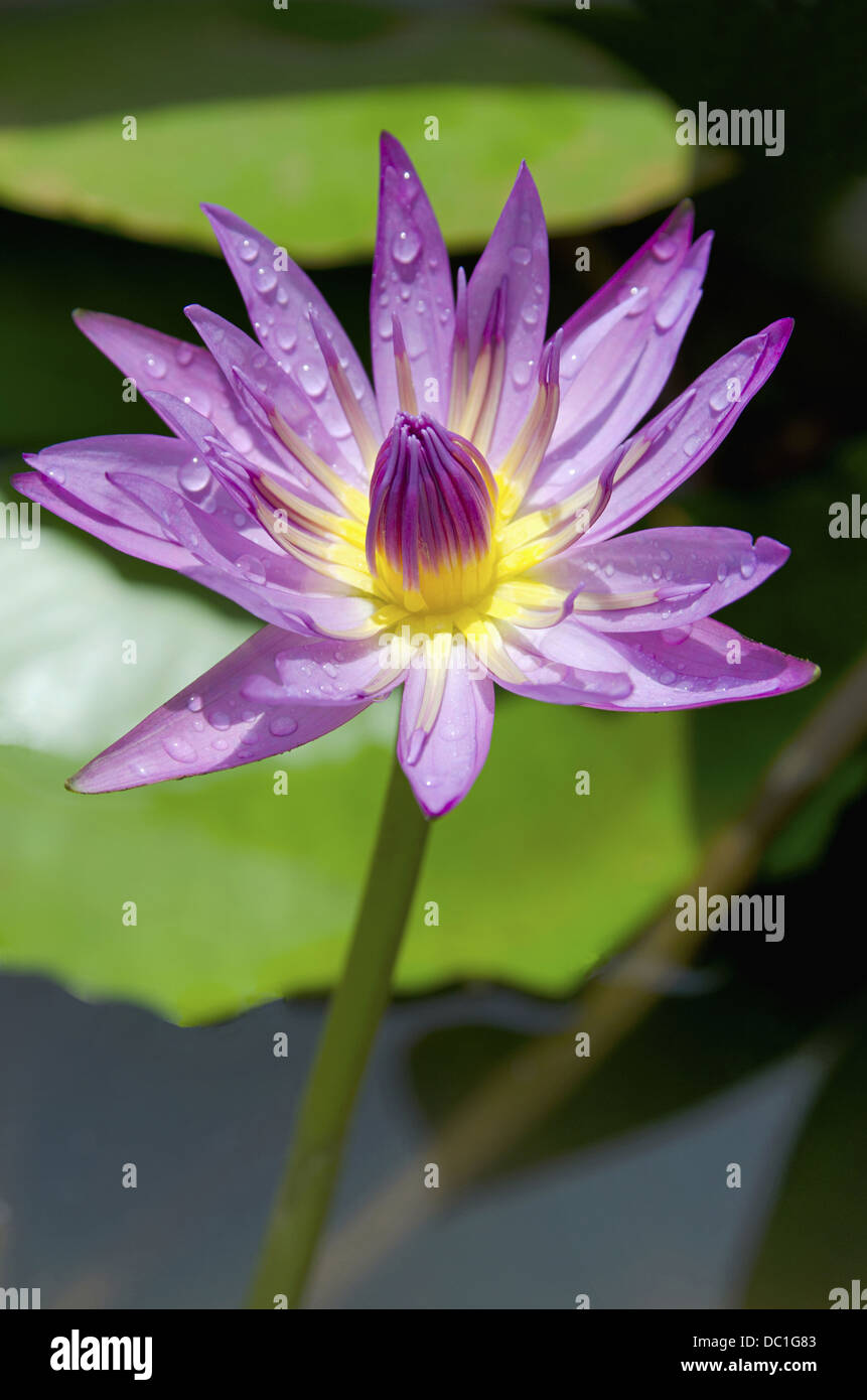 Lila Lotus, Heilige Lotus Nelumbo Nucifera Familie: Nelumbonaceae. Lotus ist die nationale Blume von Indien, Pune, Maharashtra, Indien Stockfoto