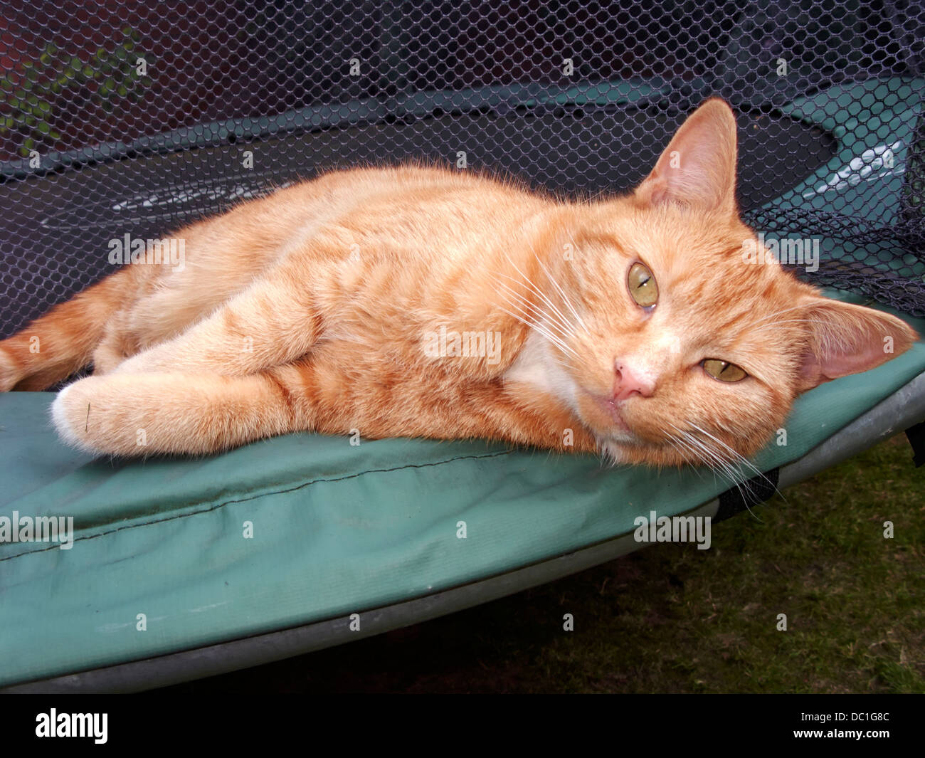 faul Ingwer Tom Katze liegend auf Kinder Trampolin Stockfoto