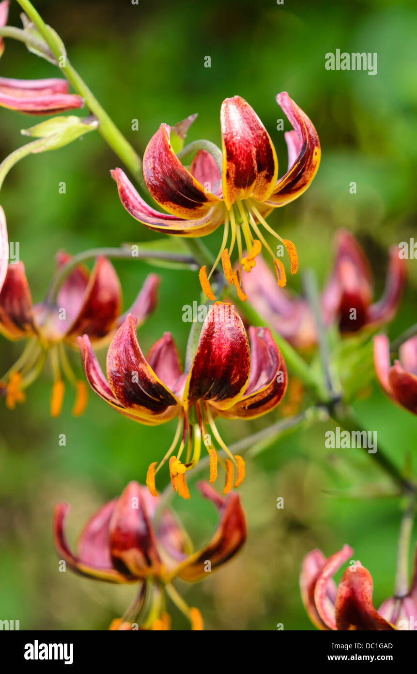 Der Türke cap Lilie (Lilium martagon) Stockfoto