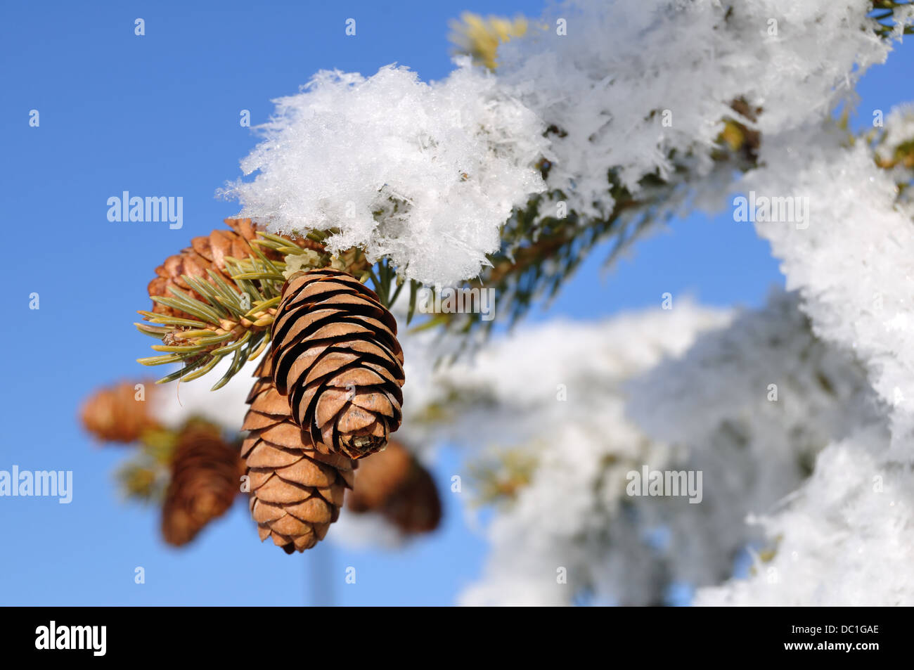 Baum der Tannenzapfen auf einem verschneiten Zweig im Winter im Schnee Stockfoto