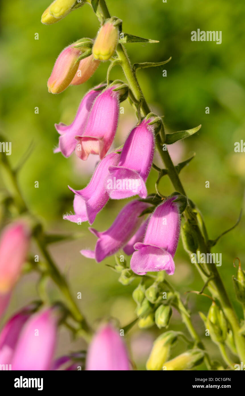 Spanisch Fingerhut (Digitalis thapsi's Spanish Peaks') Stockfoto