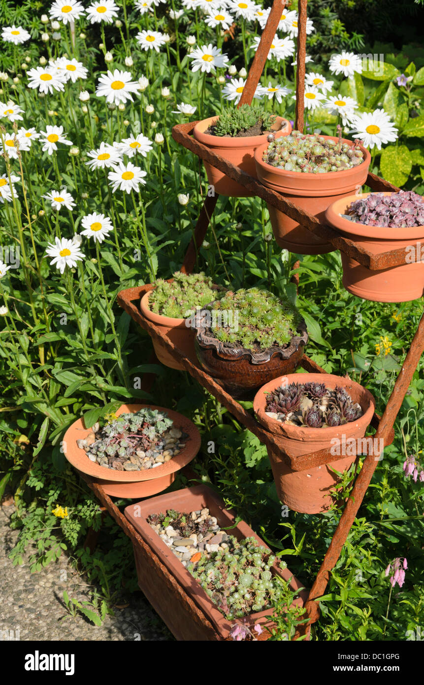 Riesige Daisy (leucanthemum Maximum) und hauswurz (sempervivum) in Blumentöpfe auf einem rostigen Etagere. Design: Marianne und Detlef lüdke Stockfoto