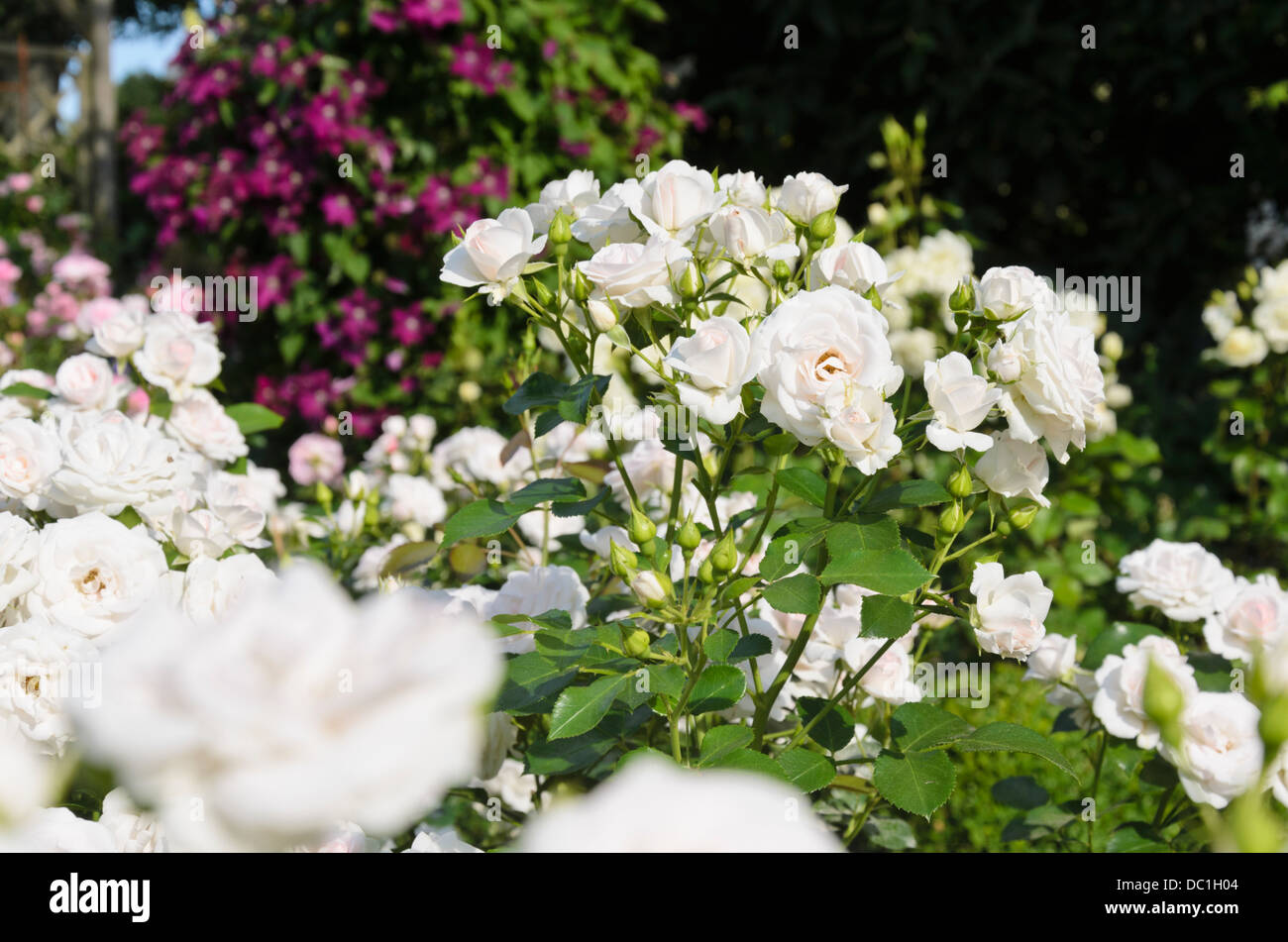 Ground Cover Rose (rosa Aspirin) Stockfoto