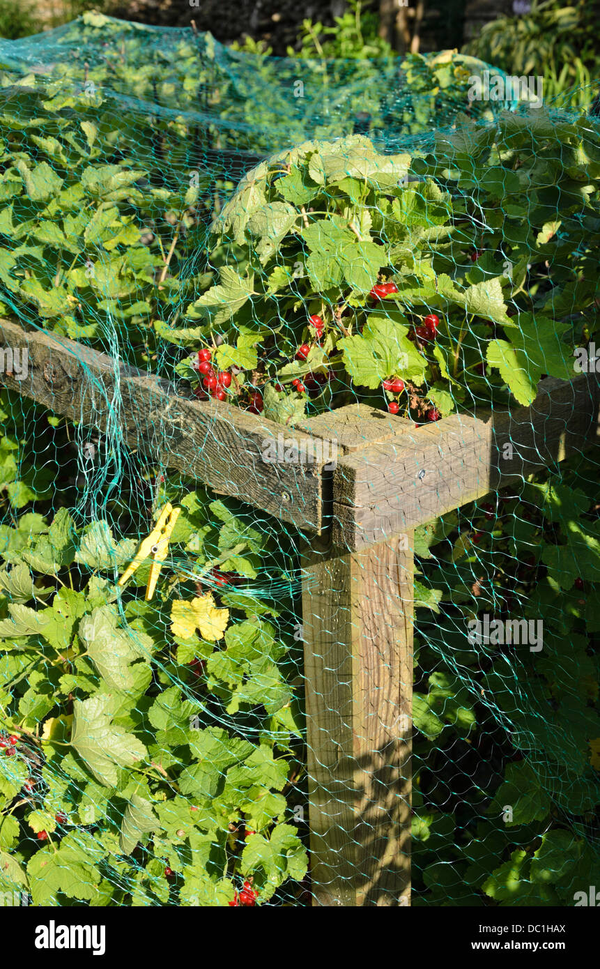 Rote Johannisbeere (ribes rubrum) mit Vogel net Stockfoto