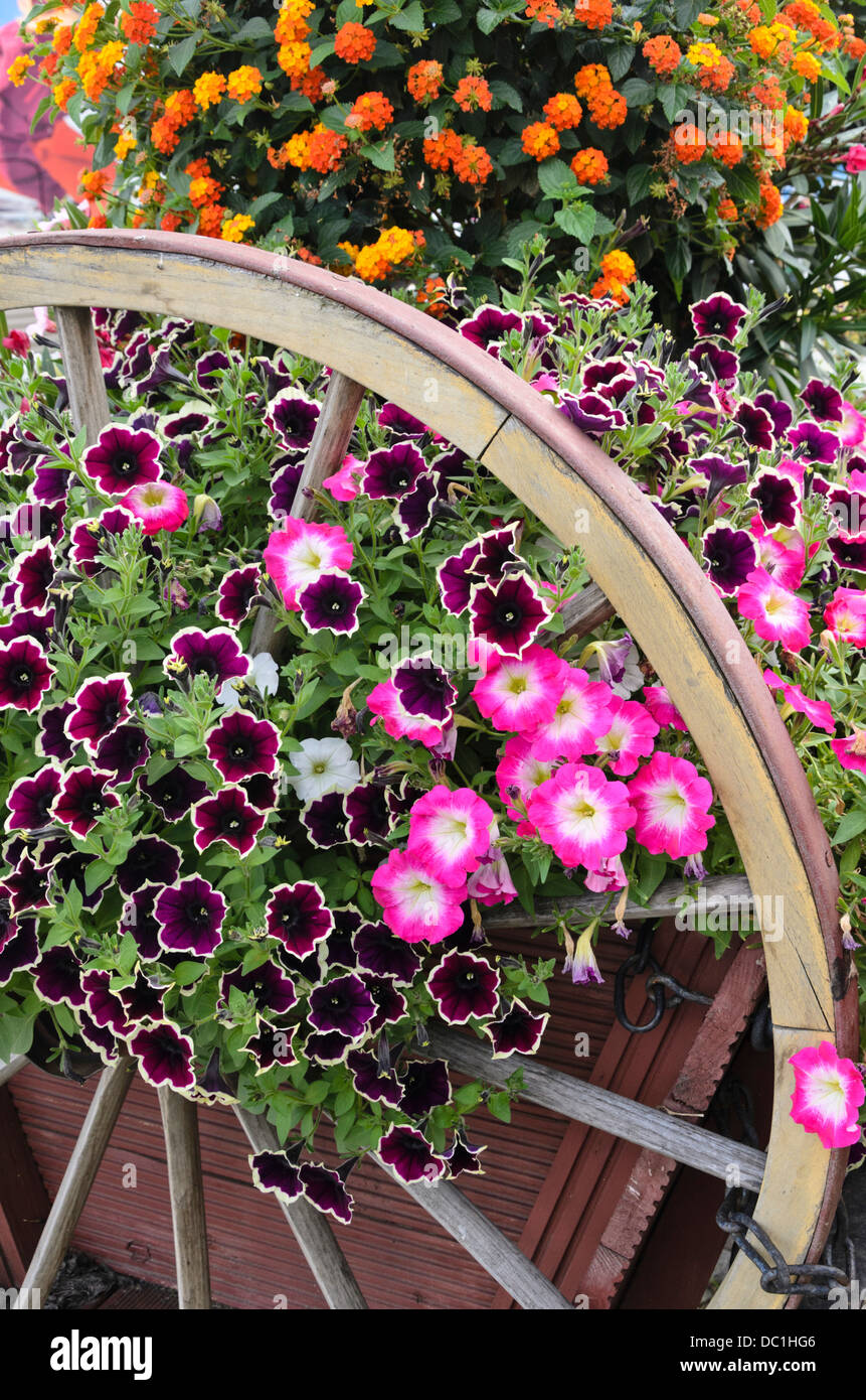 Petunien (Petunia) und West indischen lantanas (Lantana camara) Stockfoto