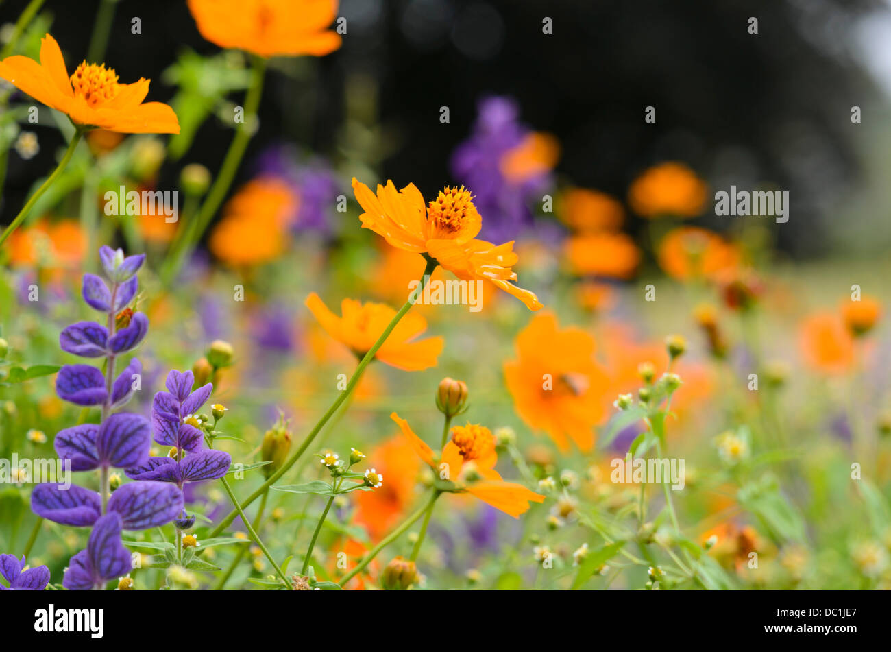 Gelb Cosmos (Cosmos sulfureus) und jährlichen Salbei (Salvia viridis Syn. Salvia horminum) Stockfoto