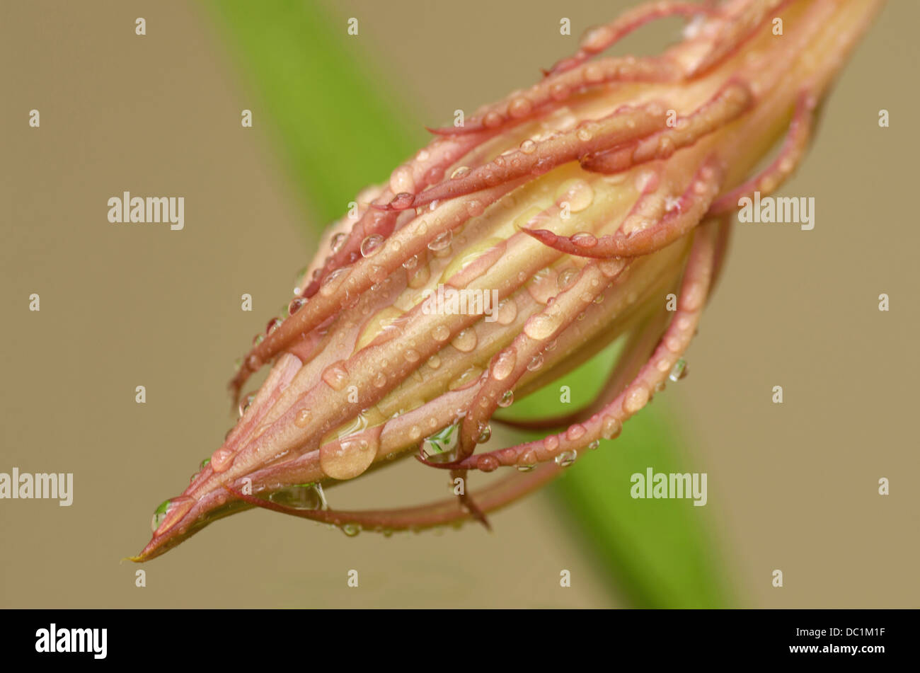 Epiphyllum Oxypetalum, eine Nacht-blühenden Kaktus Blütenknospe Stockfoto