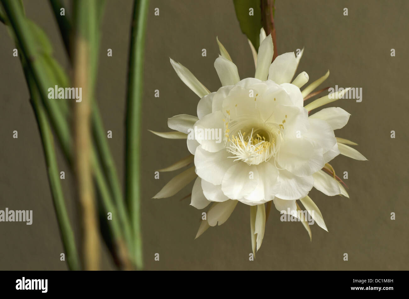 Epiphyllum Oxypetalum, eine Nacht blühende Kaktusblüte Stockfoto