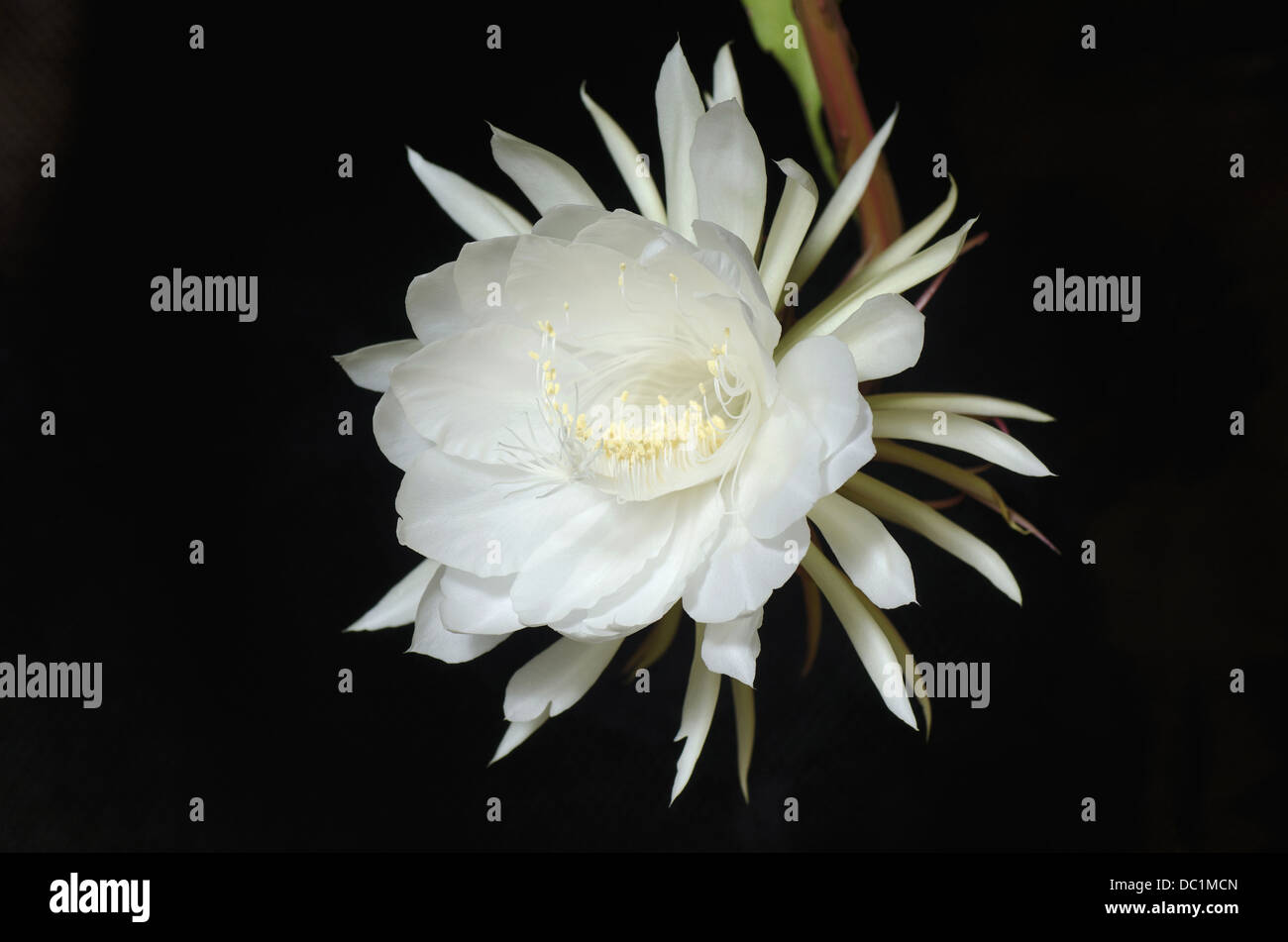 Epiphyllum Oxypetalum, eine Nacht blühende Kaktusblüte Stockfoto