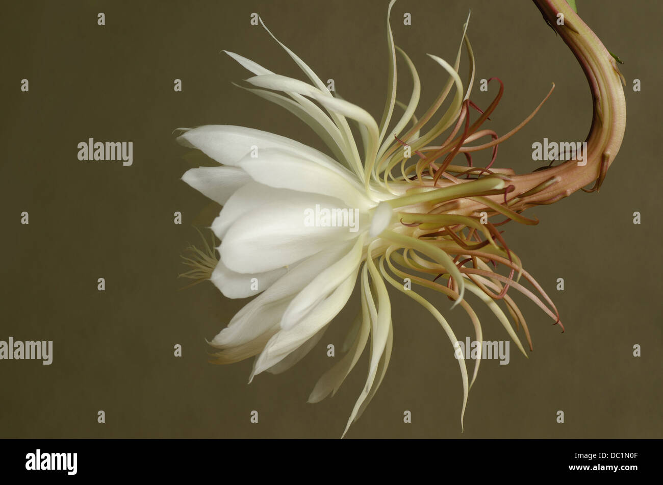 Epiphyllum Oxypetalum, eine Nacht blühende Kaktusblüte und Knospe Stockfoto