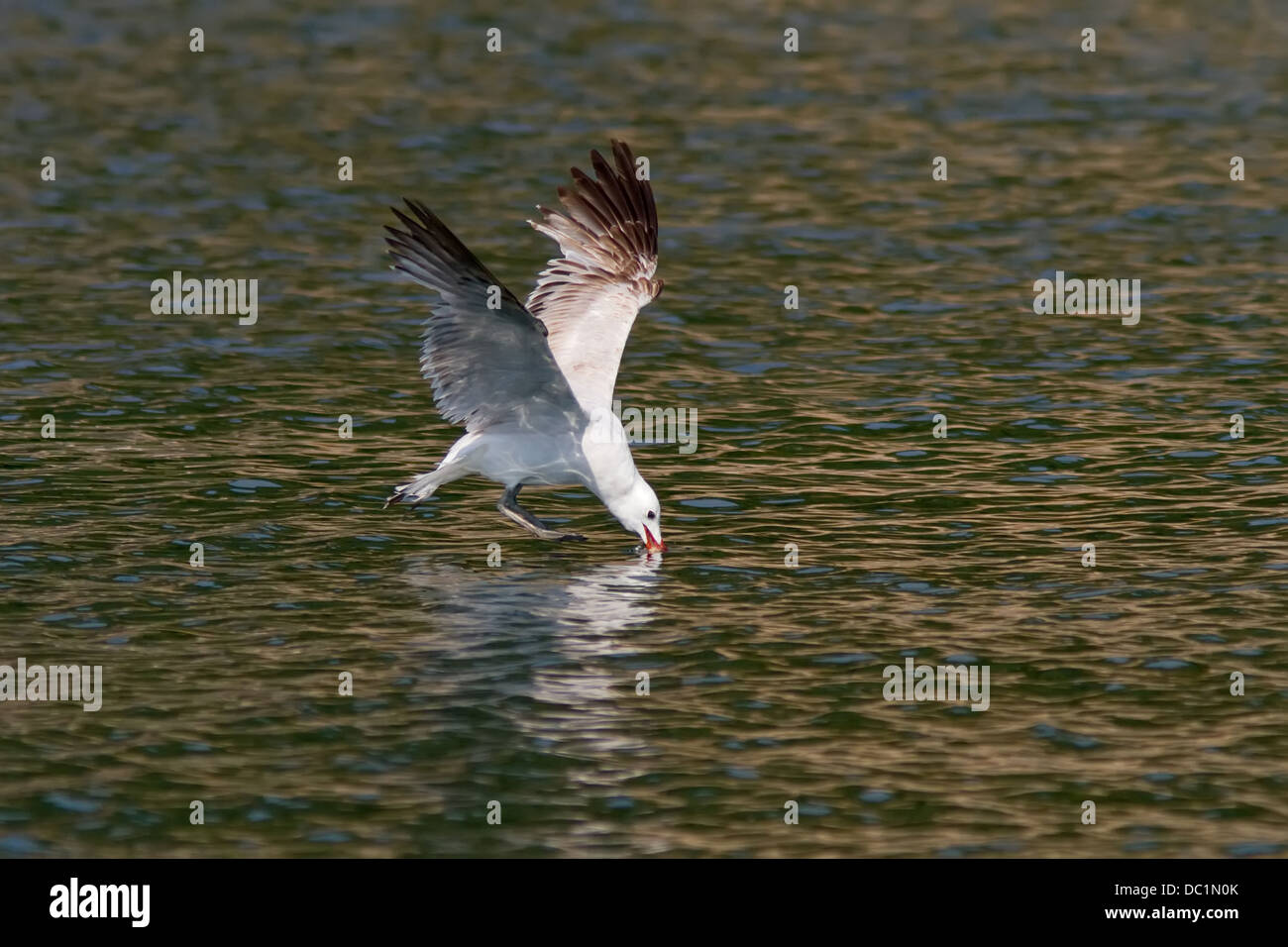 Ein Audouin Gull (Larus Audouinii) stürzen Schnabel im Wasser auf Nahrungssuche Stockfoto
