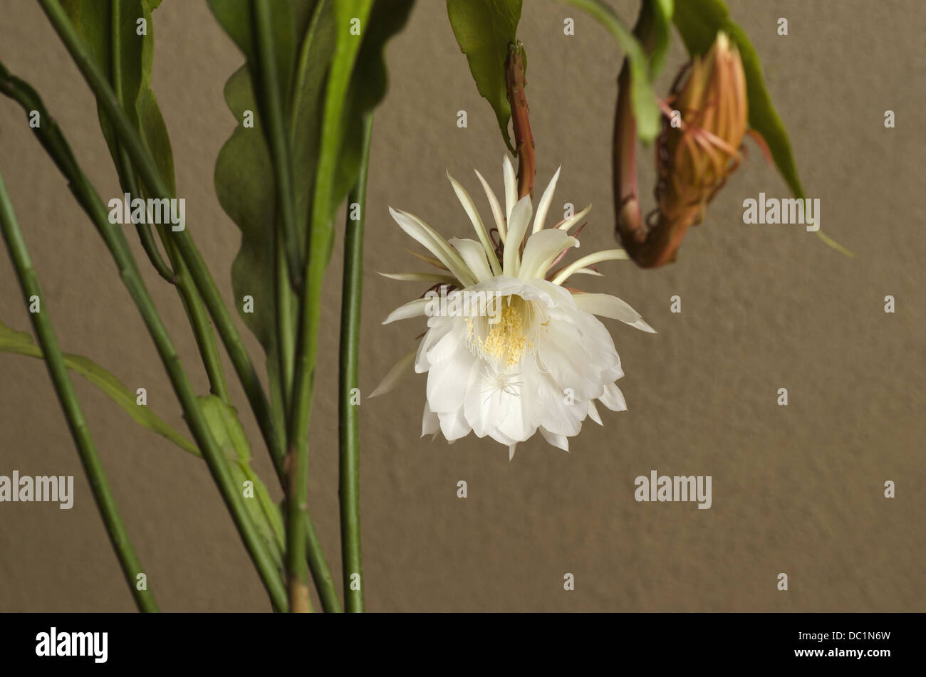 Epiphyllum Oxypetalum, eine Nacht blühende Kaktusblüte und Knospe Stockfoto