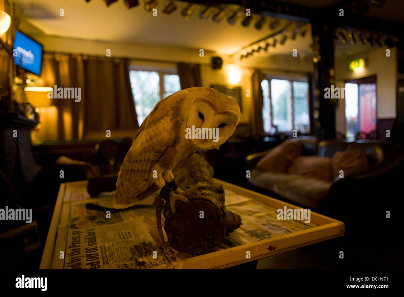 Eine zahme Schleiereule ruht auf seinem Ast in einem ruhigen Lord Nelson Pub in Reedham auf den Norfolk Broads. Stockfoto
