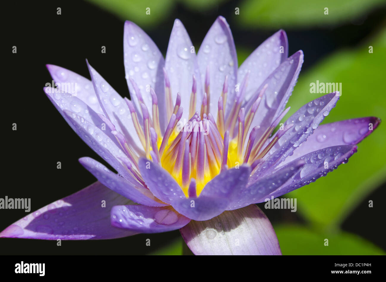 Lila Lotus in der Nähe von Nelumbo Nucifera, Pune, Maharashtra, Indien Stockfoto