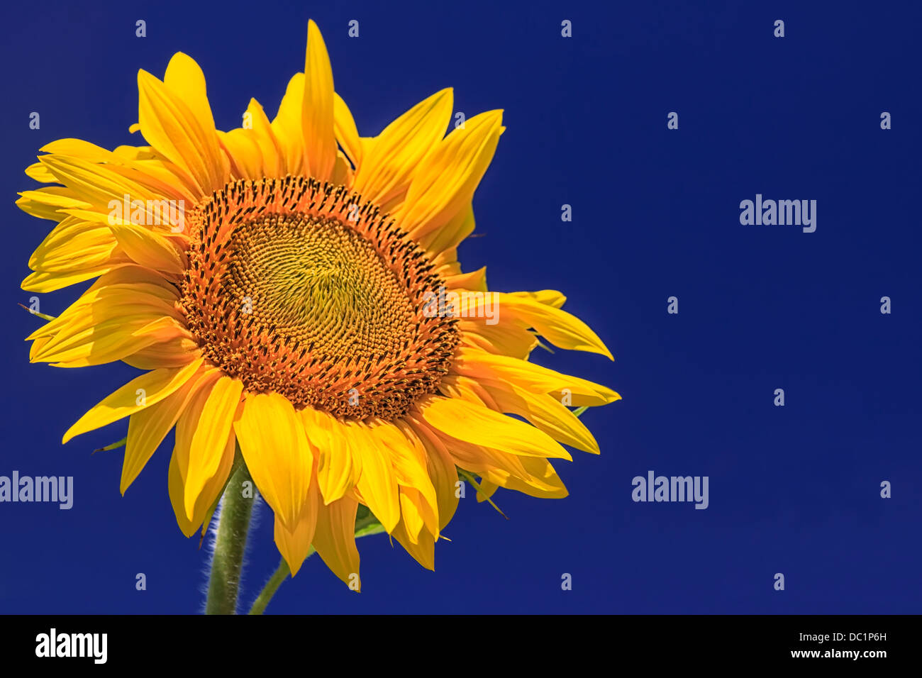 Einzelne Sonnenblume gegen eine lebendige Blu sky Stockfoto