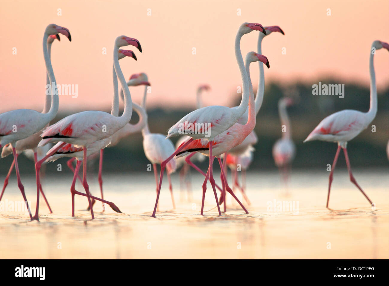 Gruppe von Flamingos in der Morgendämmerung, Oristano Region auf Sardinien, Italien Stockfoto