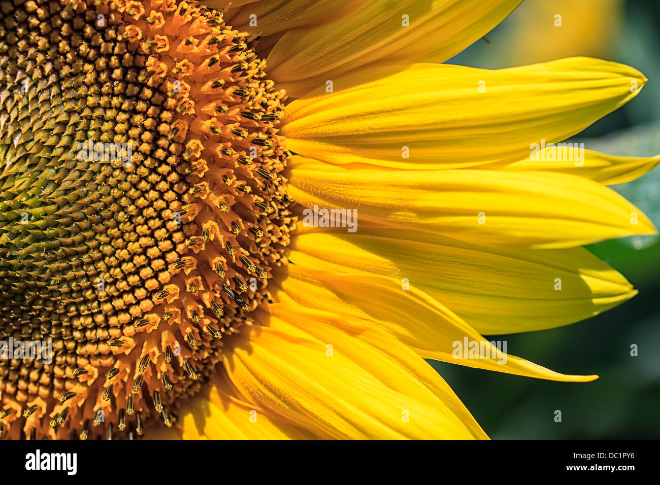 Teilweise einer Sonnenblume Blüte in Nahaufnahme Stockfoto
