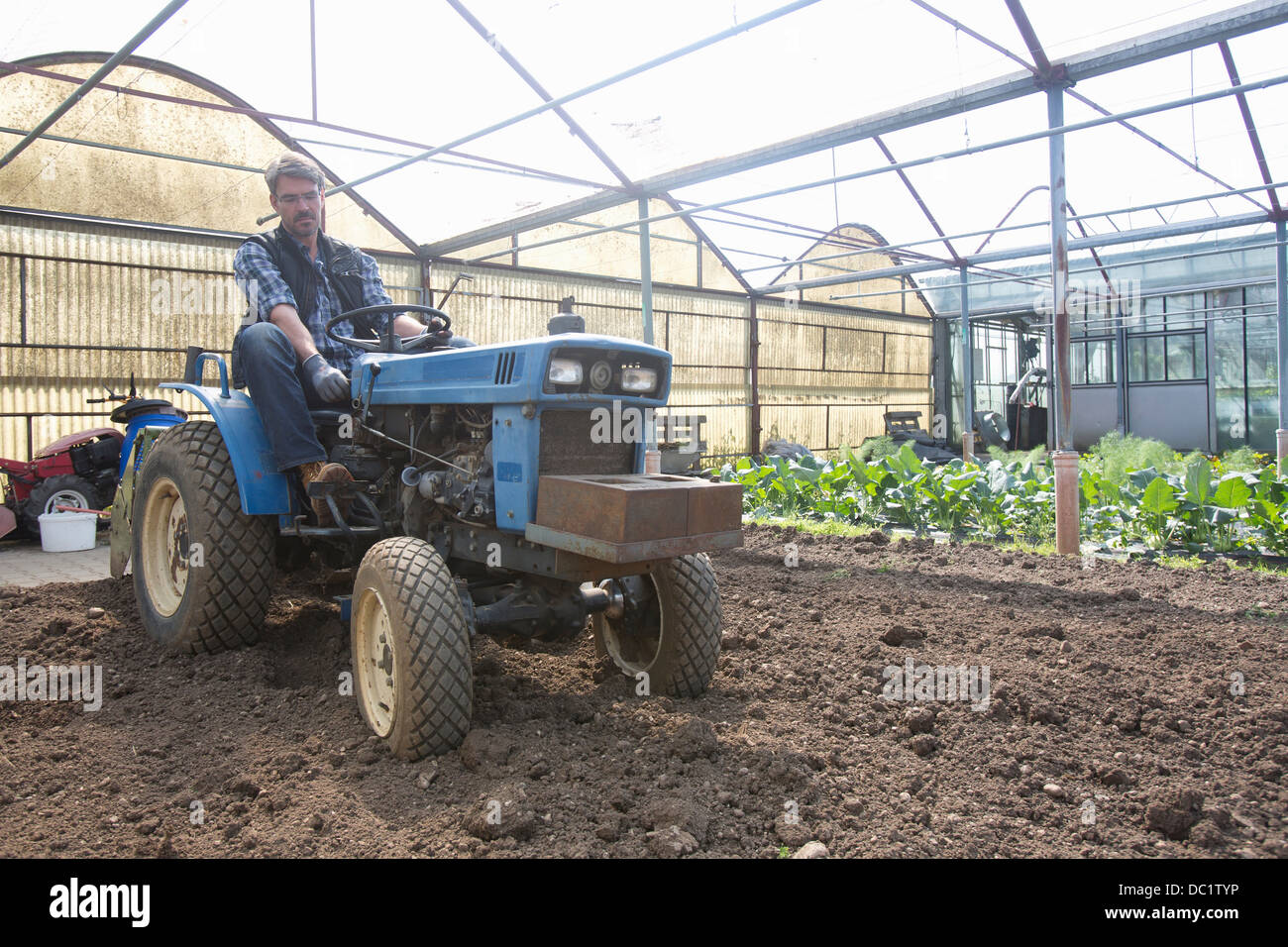 Bio-Landwirt Traktor Pflege Boden im Folientunnel Stockfoto
