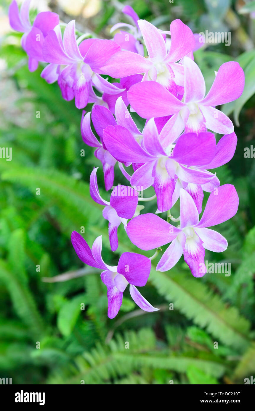 lila Orchidee tropische Blume Natur Schönheit Muster Pflanze Blumen blühen Blütenblatt Hintergrund schöne Blumen Zweig Flora Botanik Stockfoto