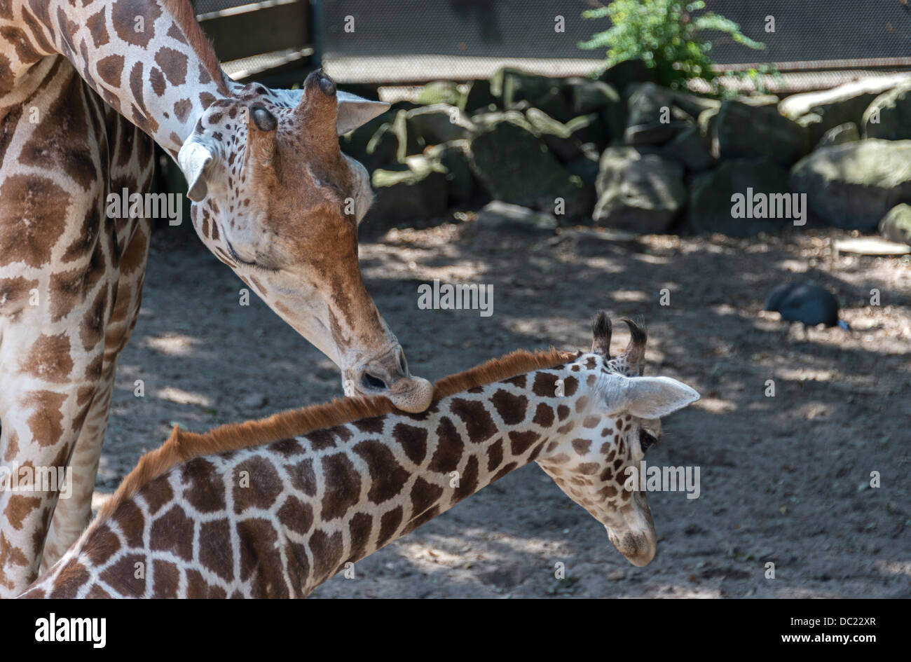 Mutter Giraffe betreut junge Baby-giraffe Stockfoto