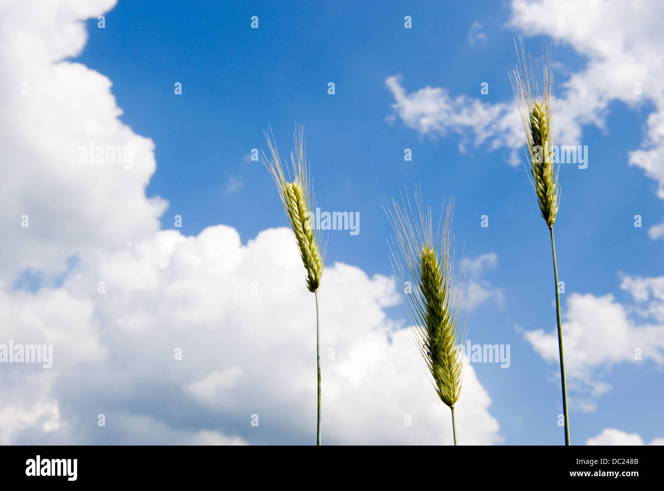 Weizen auf einem Maisfeld in Deutschland Stockfoto