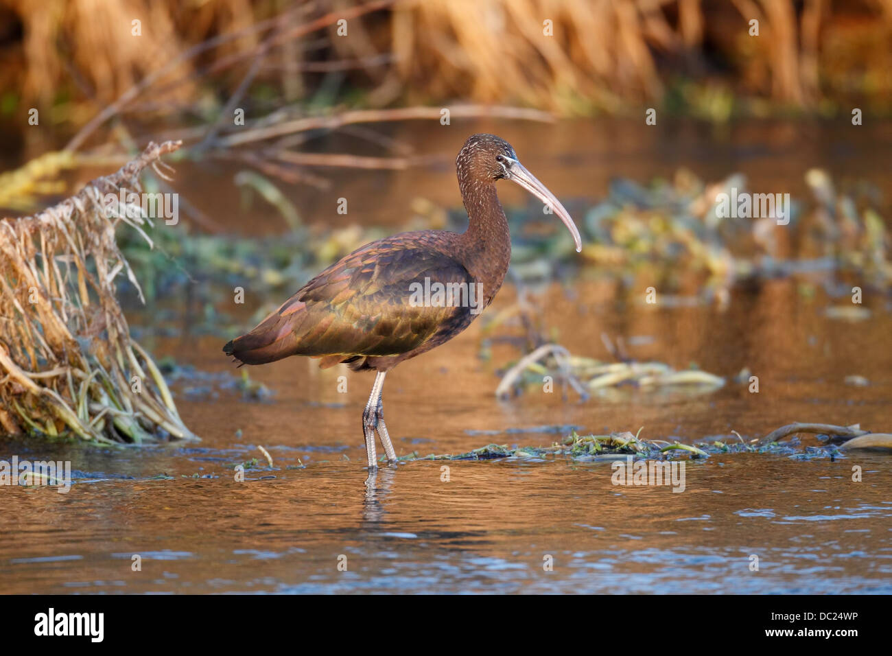vogel-mit-gebogenem-schnabel-fotos-und-bildmaterial-in-hoher