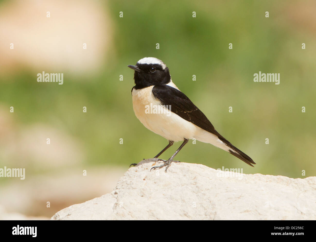 Schwarzen eared Steinschmätzer Oenanthe Melanoleuca des östlichen Rennens Zypern April Stockfoto