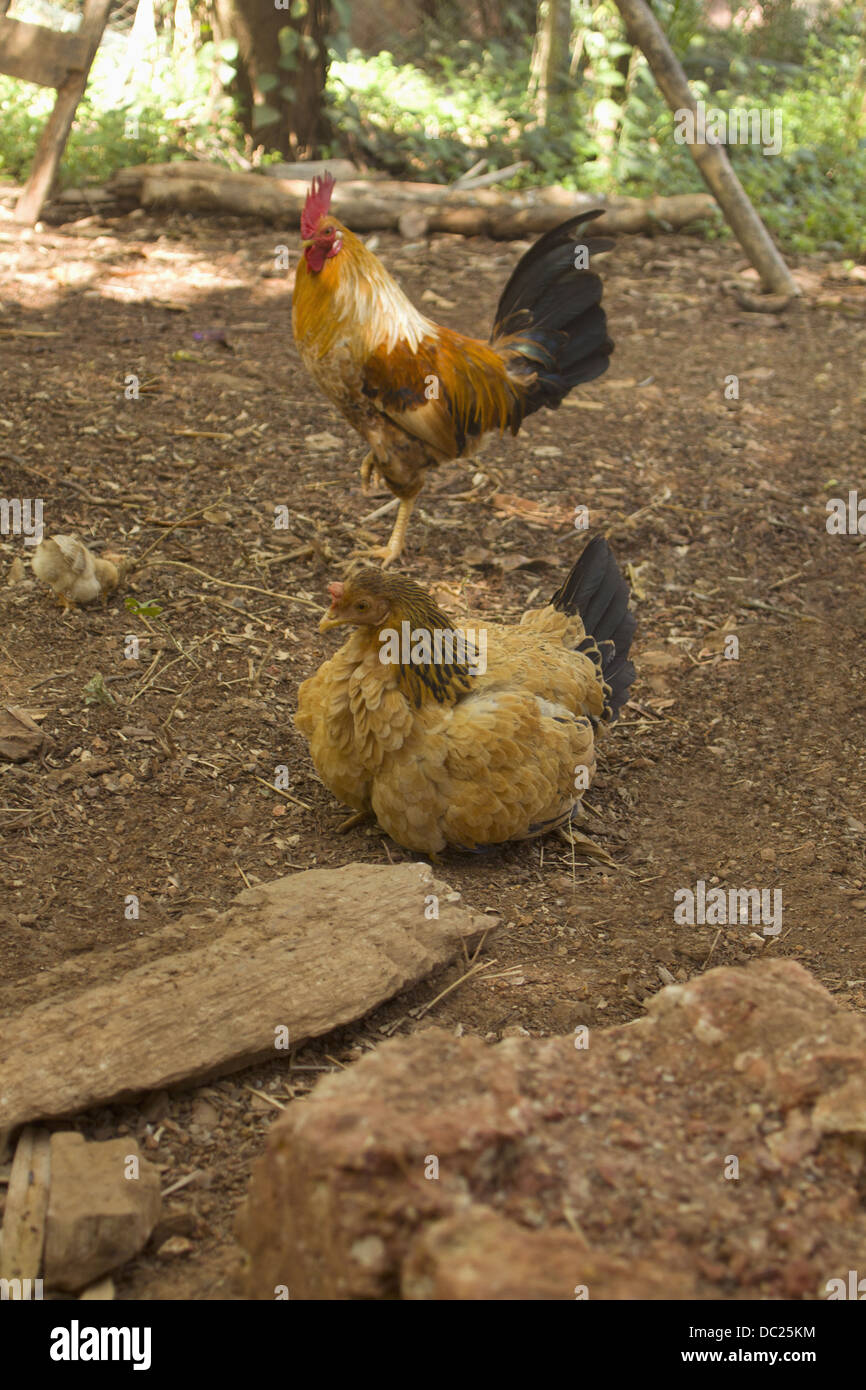 Hahn und Henne auf der Farm in Valpoi, Nord-Goa, Indien Stockfoto