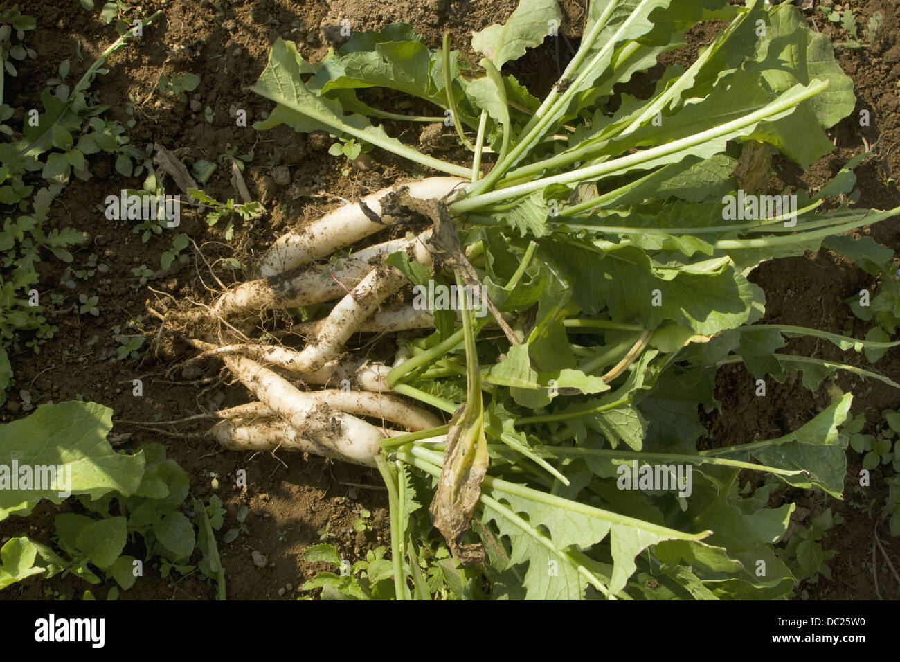 Frische Radieschen auf einem Bio-Bauernhof Stockfoto