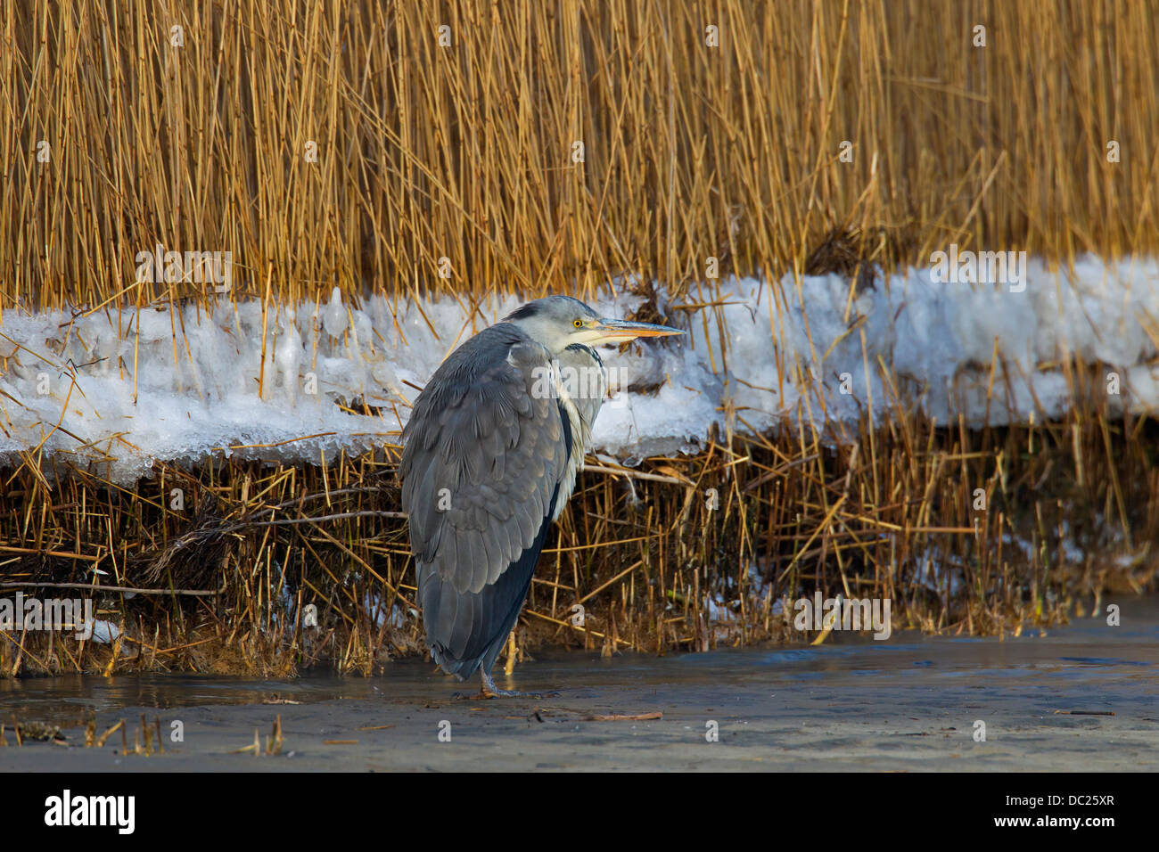 Reiher grau / grau Reiher (Ardea Cinerea) stehen am Ufer des Sees im Schnee im Winter Stockfoto