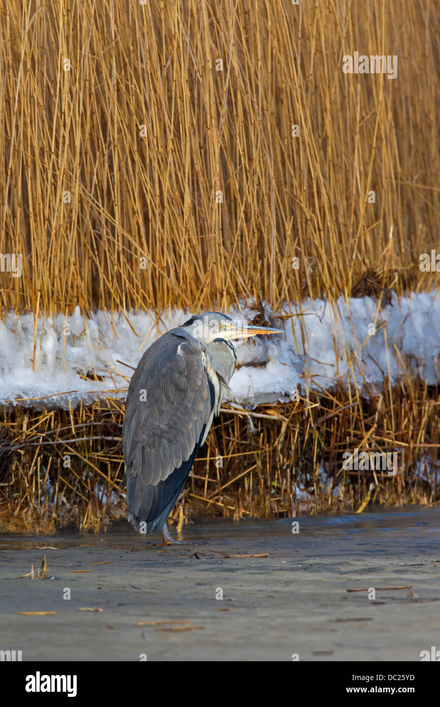 Reiher grau / grau Reiher (Ardea Cinerea) stehen am Ufer des Sees im Schnee im Winter Stockfoto