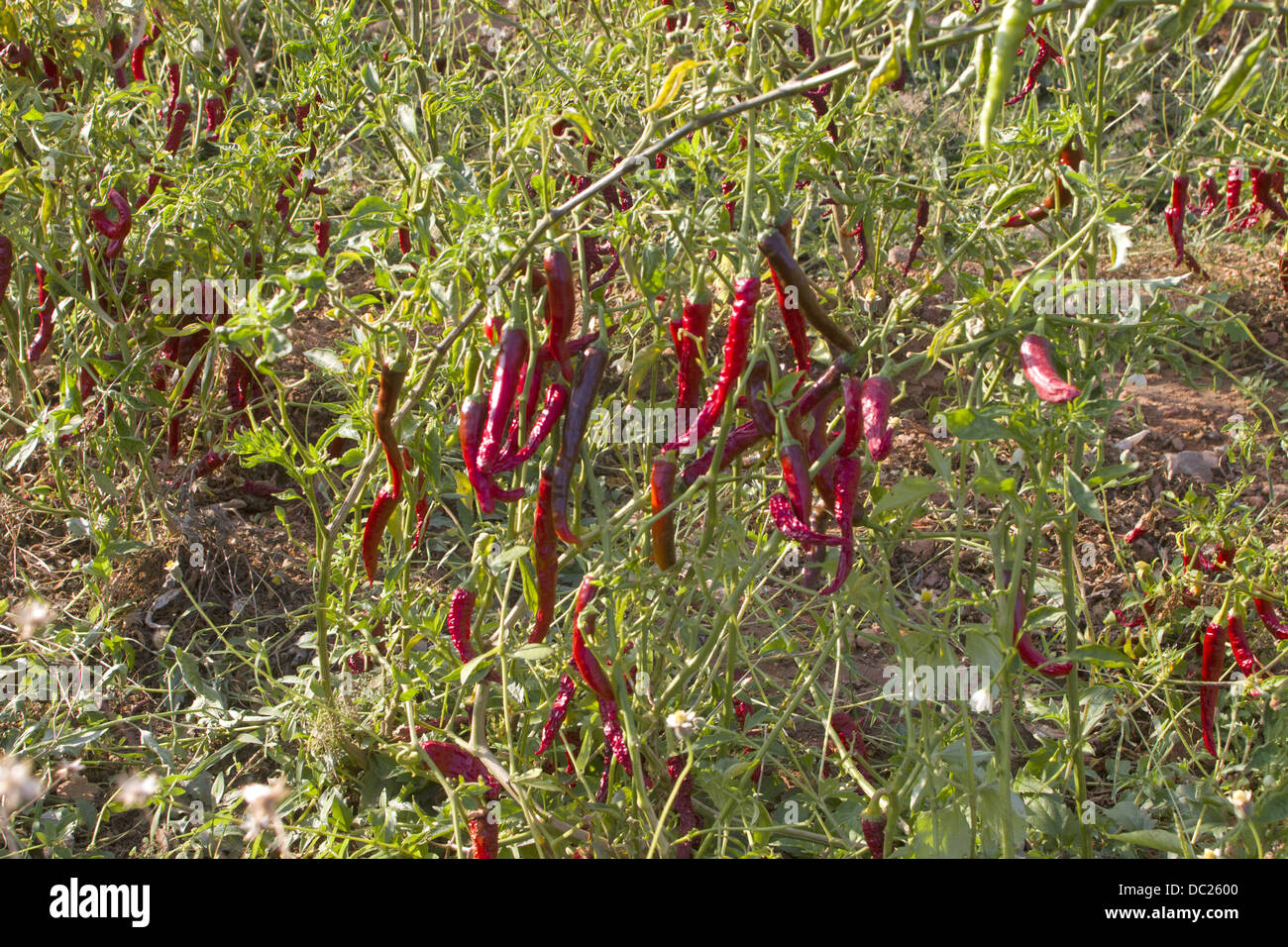 Byadagi Chili Plantage, Hampi, Karnataka Stockfoto