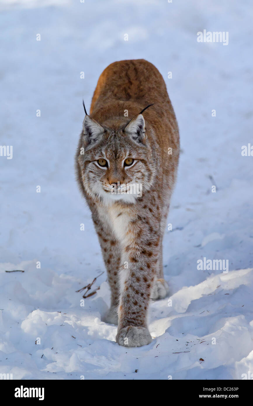 Europäische Luchs / eurasische Luchs (Lynx Lynx) Wandern im Schnee im Winter Stockfoto