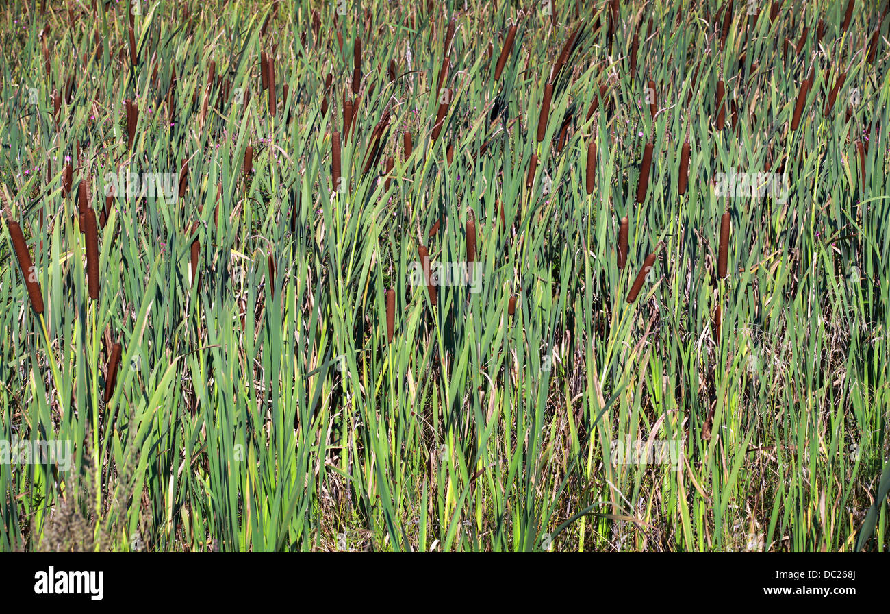 Reedmace auf dem Sumpf. Natur-Hintergrundtextur Stockfoto