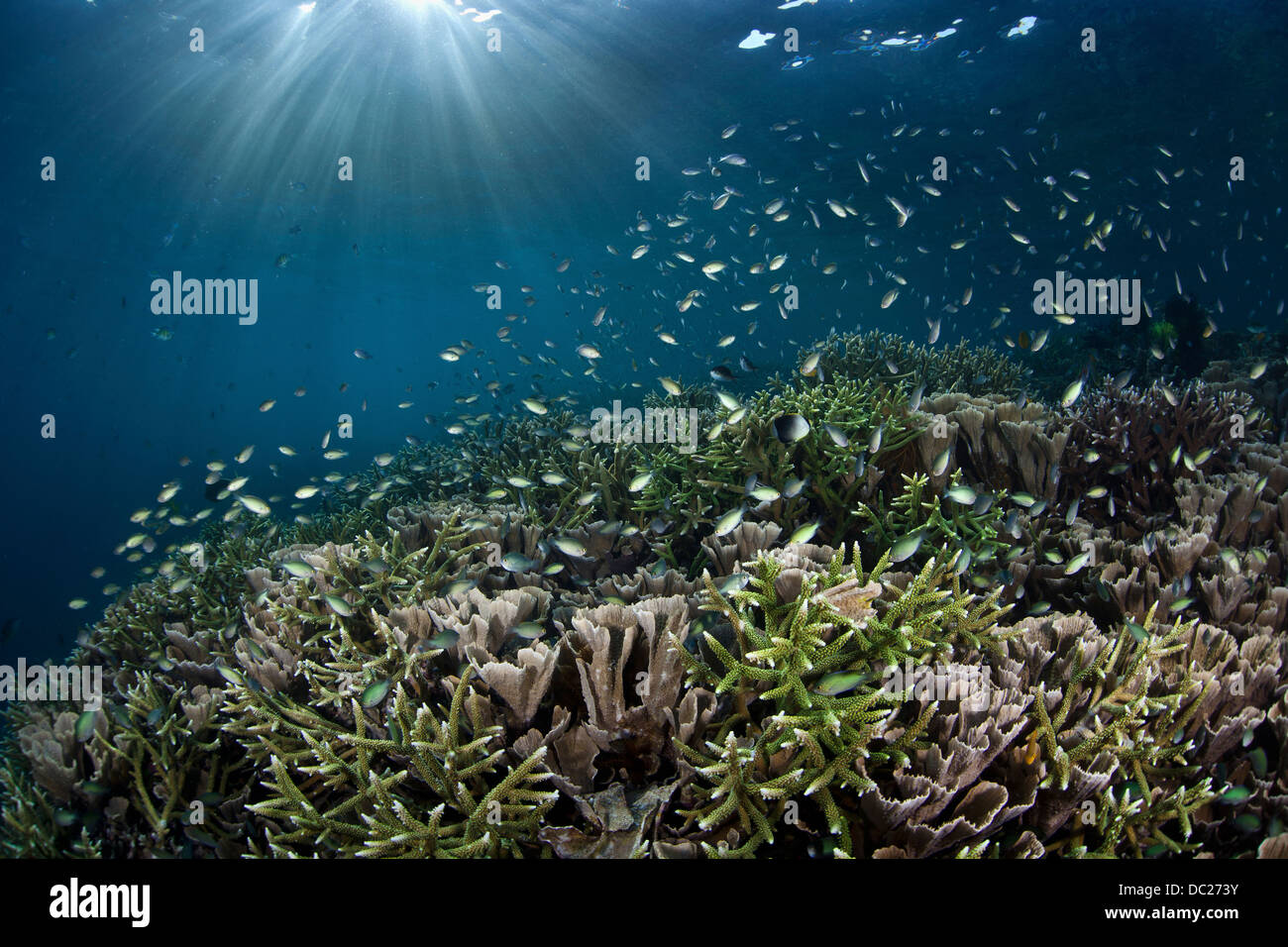 Riff-Gebäude Korallen am Riff Top, Acropora SP., Misool, West Papua, Indonesien Stockfoto