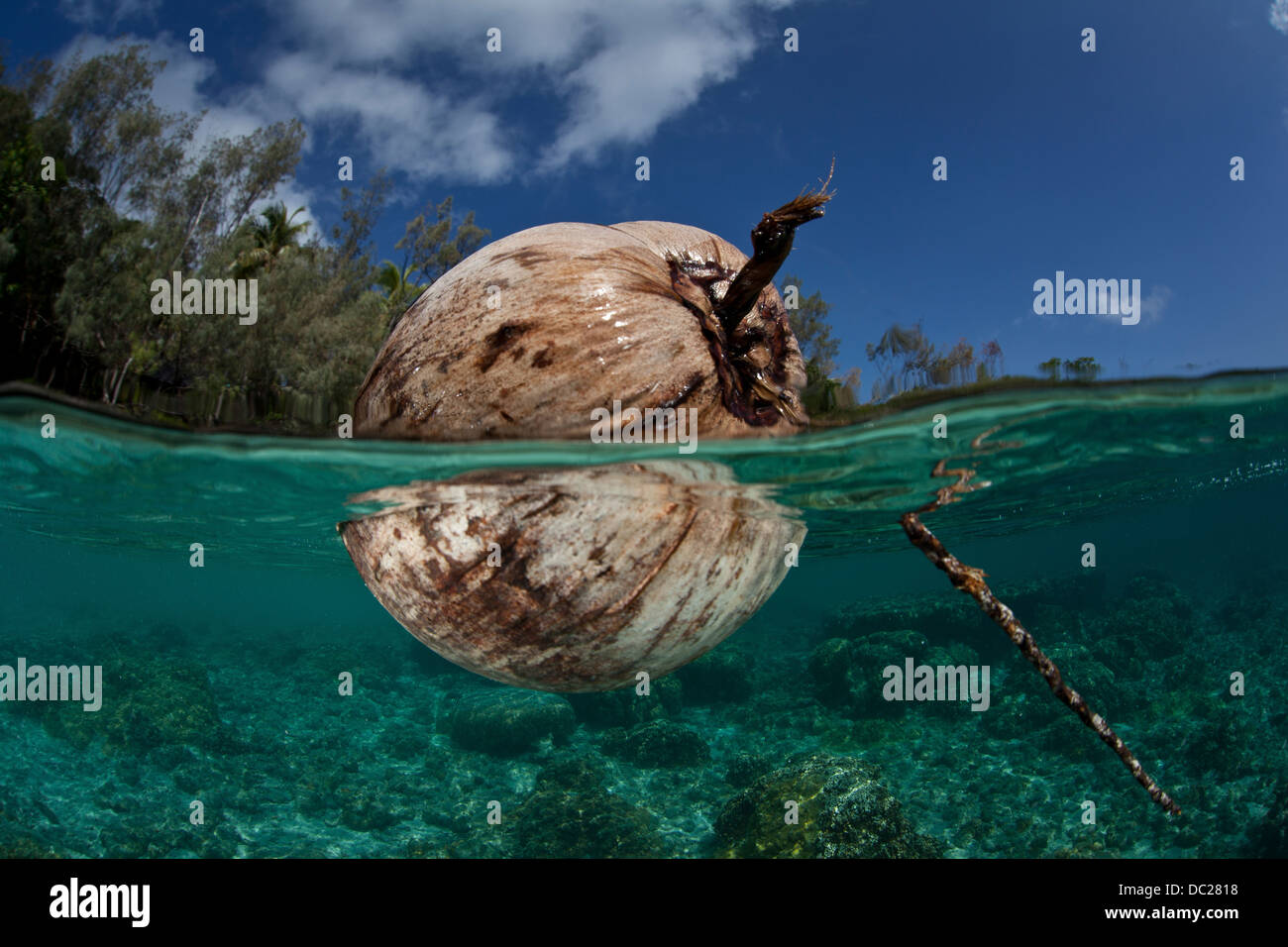 Kokosnuss schwimmt im Ozean, Cocos Nucifera, Loyalty Islands, Neukaledonien Stockfoto