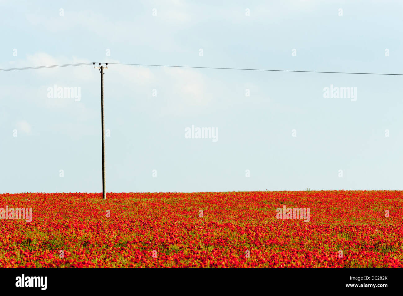 Ein Landschaftsbild einen Telegrafenmast und Stromleitungen in einem Feld von Con-Mohn Stockfoto