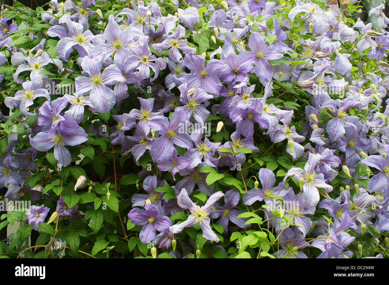Blassen lila Clematis Blumen Stockfoto