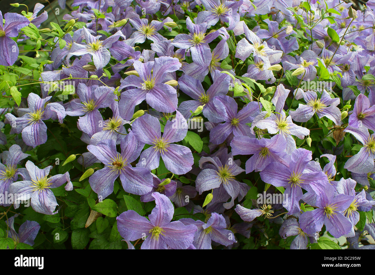 Blassen lila Clematis Blumen Stockfoto