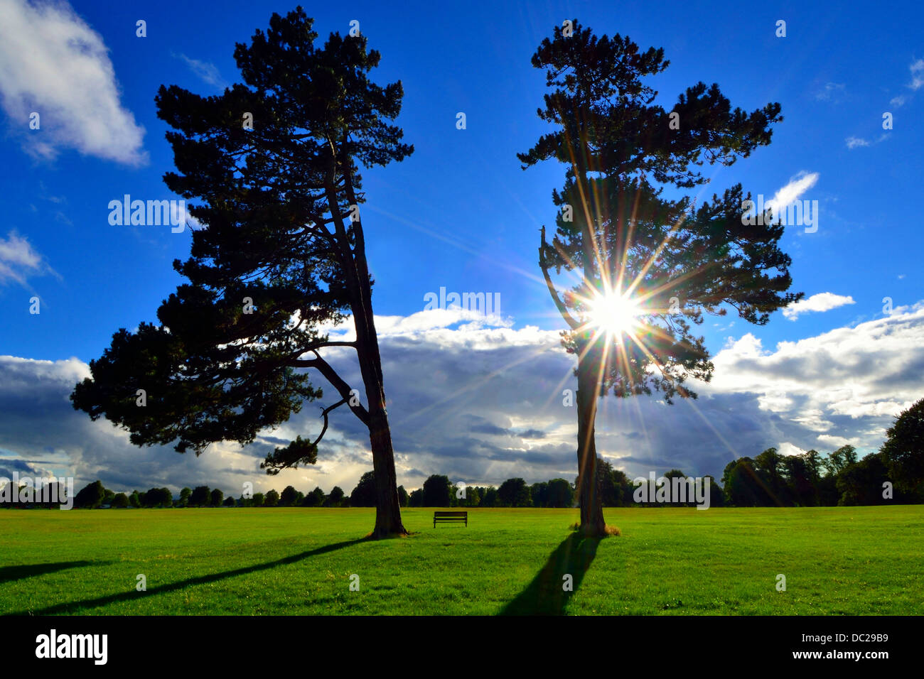 Bristol Durdham Clifton Downs, UK. Schottische Pinien und Bank mit der Sonne, blauer Himmel und Wolken Licht durchscheinen. Silhouette Stockfoto