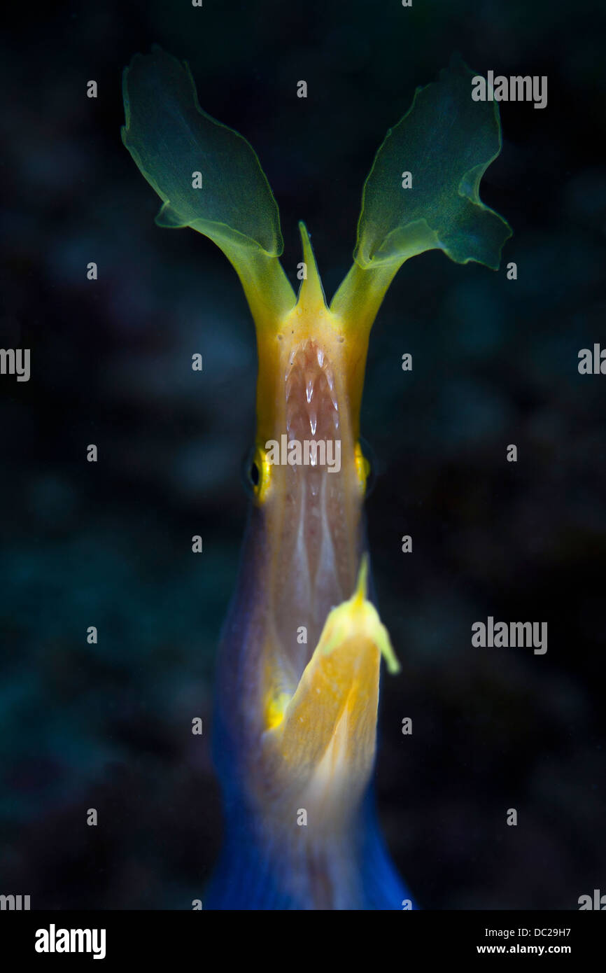 Blue Ribbon Eel, Rhinomuraena Quaesita, Lembeh Strait, Nord-Sulawesi, Indonesien Stockfoto