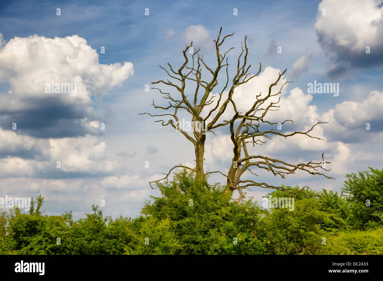 Schauriger Baum gegen blauen Wolkenhimmel. Stockfoto