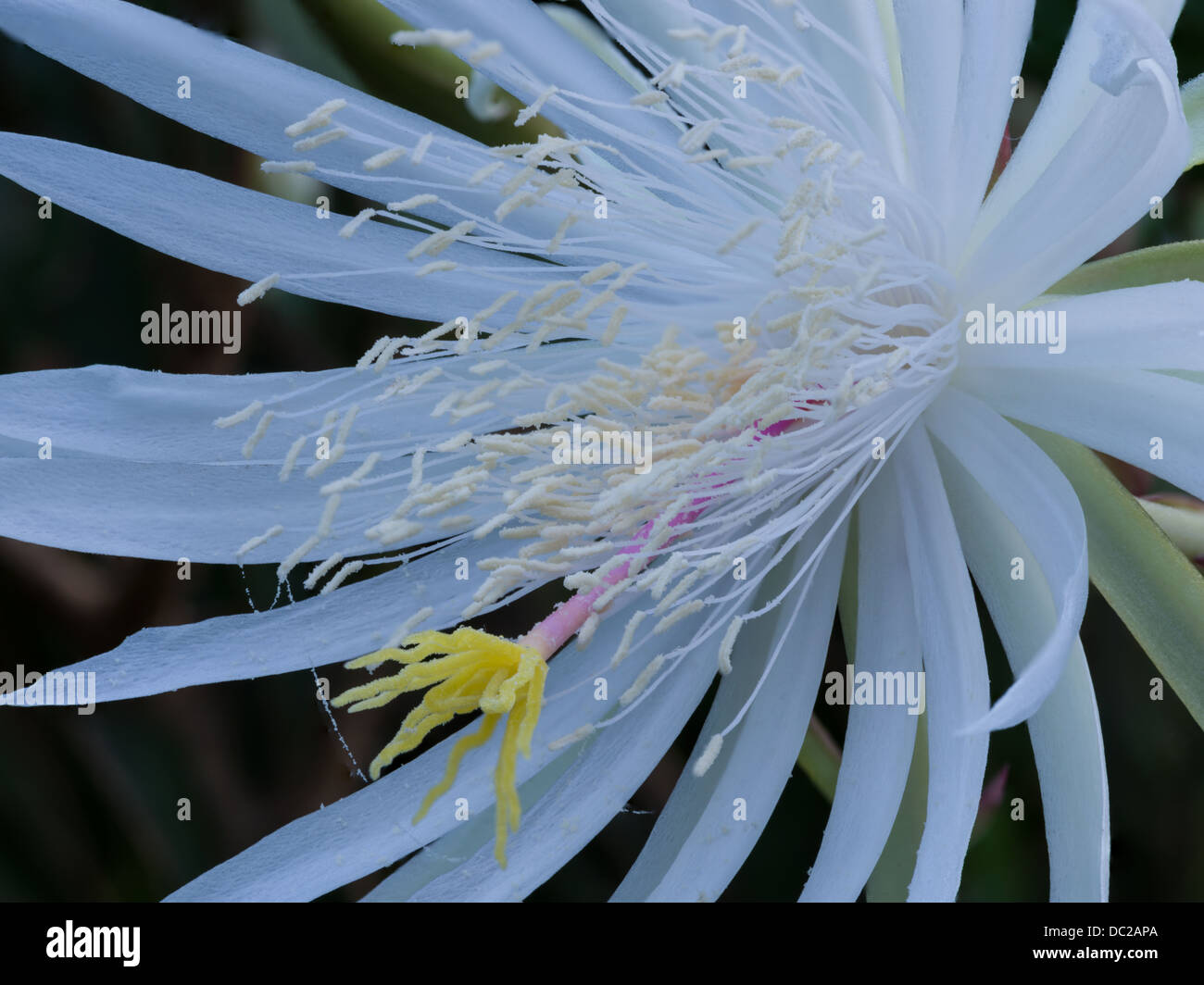 Nacht – Blooming Cereus Stockfoto