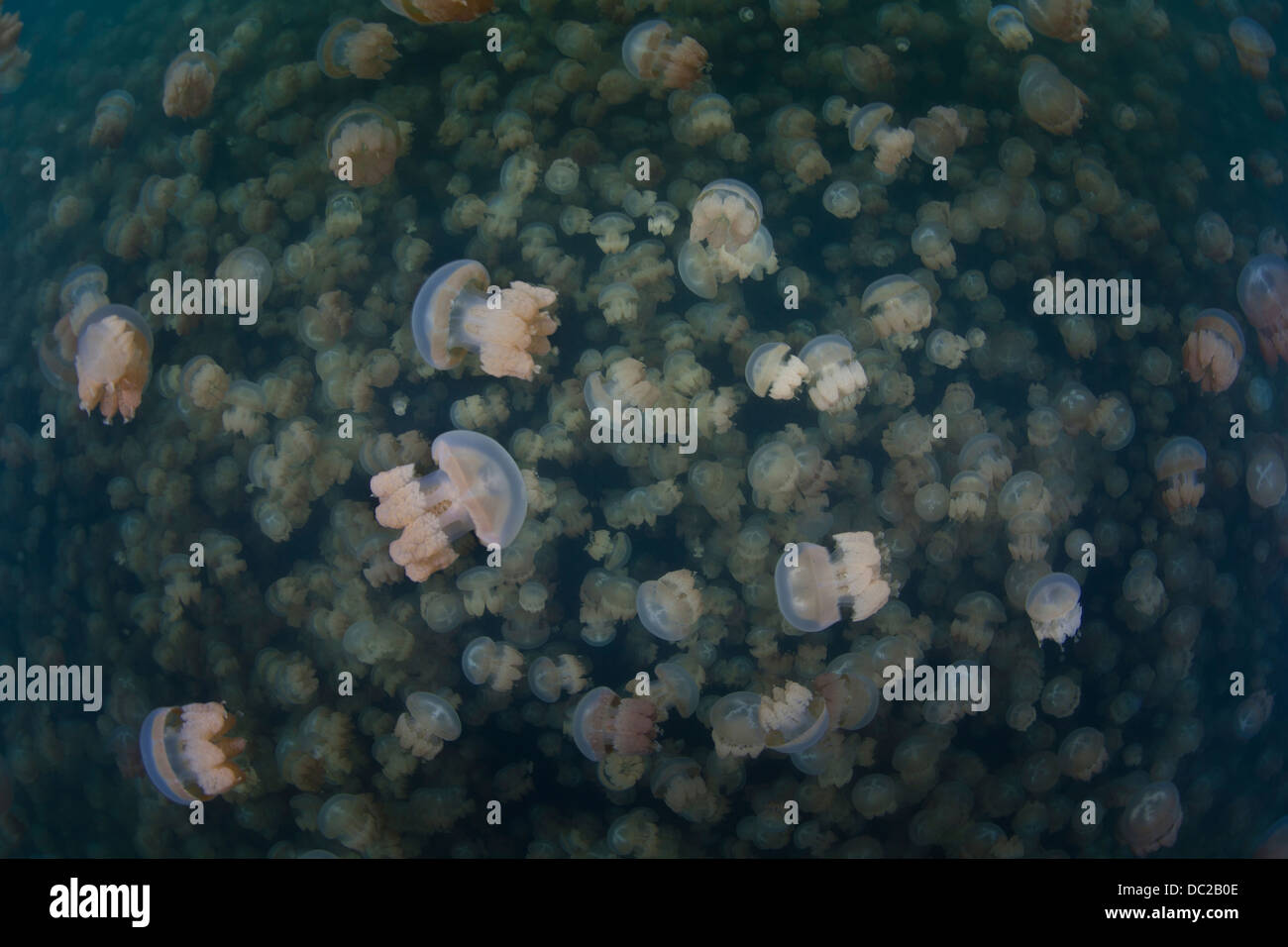 Mastigias Quallen im Jellyfish Lake, Mastigias Papua Etpisonii, Mikronesien, Palau Stockfoto